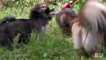 Band of Tibetan Spaniels Face Off With Snake  Too Cute!