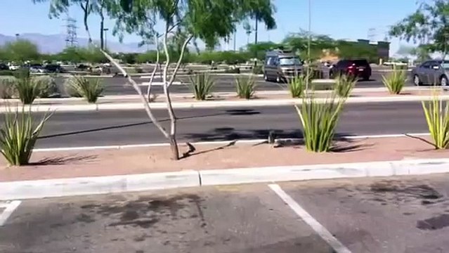 Road runner. Beep beep