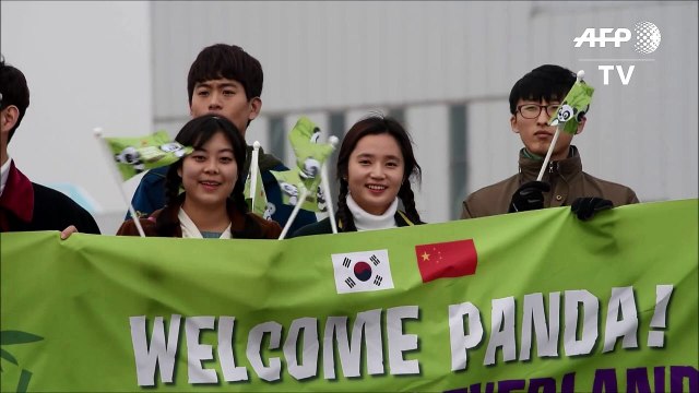 Deux pandas géants offerts par la Chine débarquent à Séoul