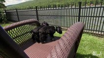 Cocker Spaniels Sprinkler Time  Too Cute!