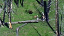 Grizzly Mother Bear Chases Down Elk - Most Shocking Kill - YouTube