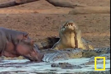 Grizzly Mother Bear Chases Down Elk - Most Shocking Kill  YouTube