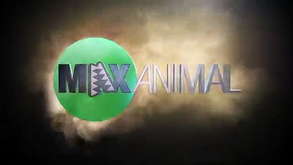 Killer Whale Surprise Beach Attack (Warning׃ Graphic Violence) - YouTube