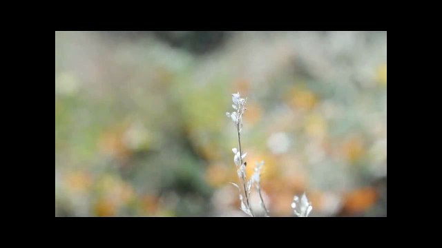 40 секунд осени