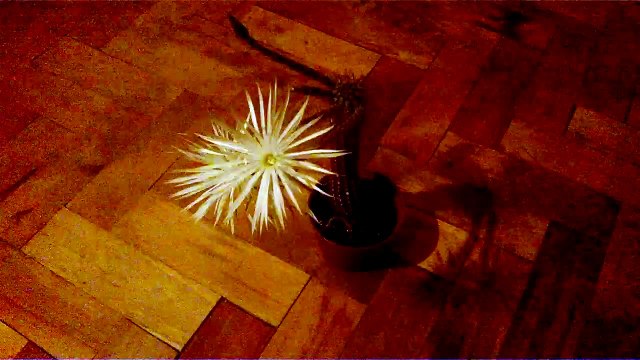 Echinopsis mirabilis - cactus flower