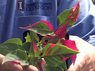 Options for Moss Lined Baskets