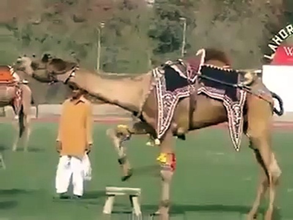 Amazing Camel 2016