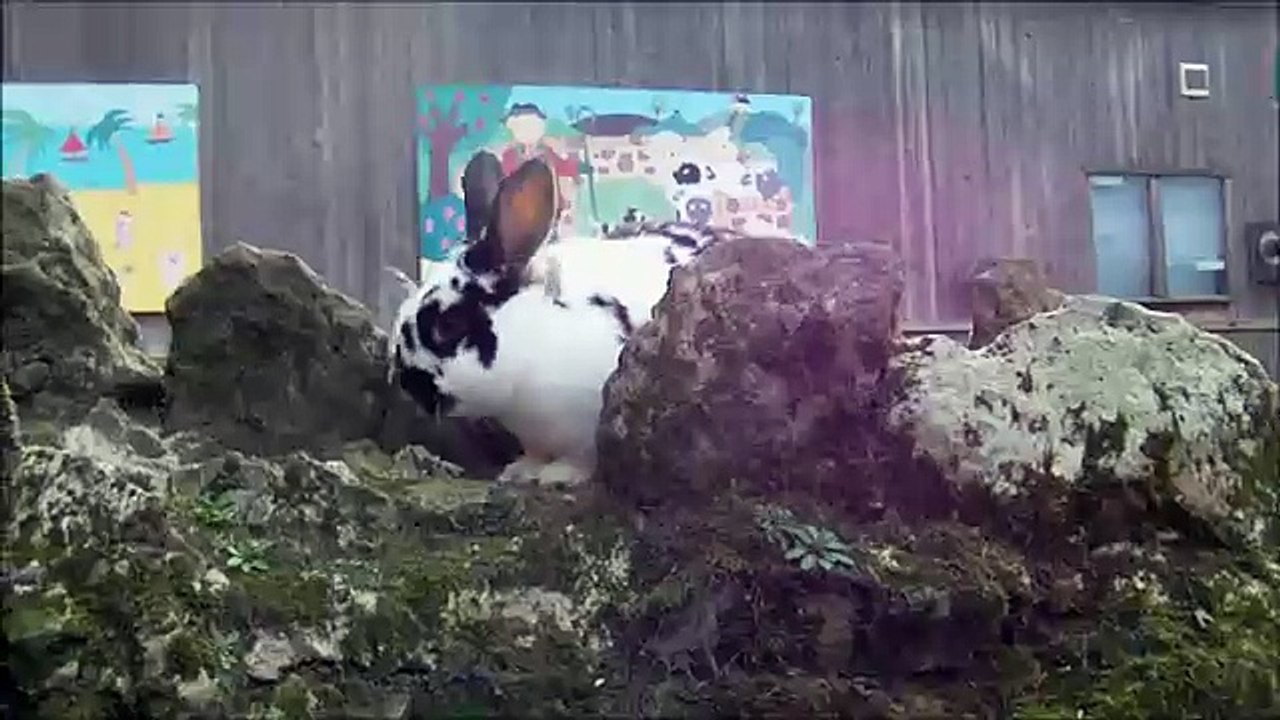 Oh look, a wabbit!