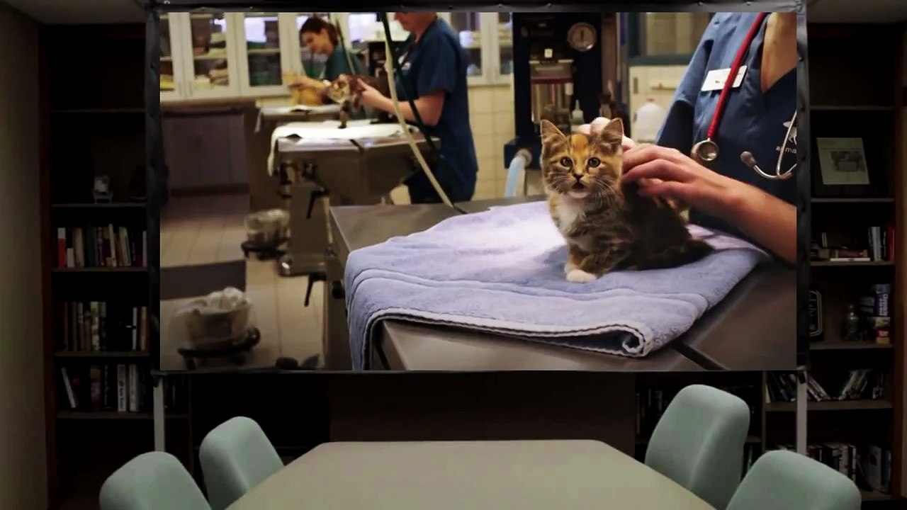 30 Seconds Of Talking Cats Will Make You Want To Bring Them Home