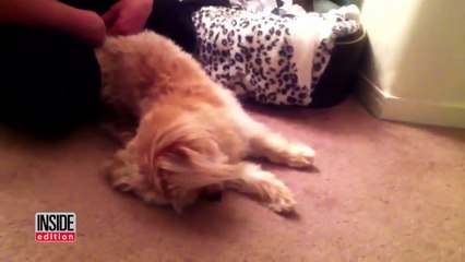 Les effets du cannabis sur les chiens - Compilation