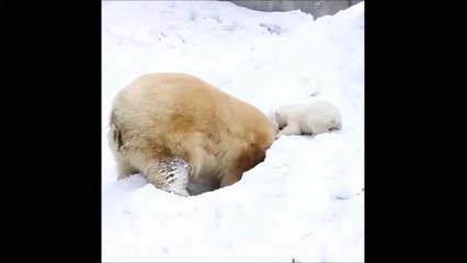 Quand maman ours à le dos tourné, bébé fait des bêtises!