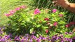 Watering and Caring for Container Gardens(1)