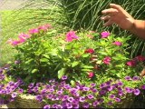 Watering and Caring for Container Gardens