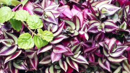 What's Old is New Again! Swedish Ivy & Wandering Jew