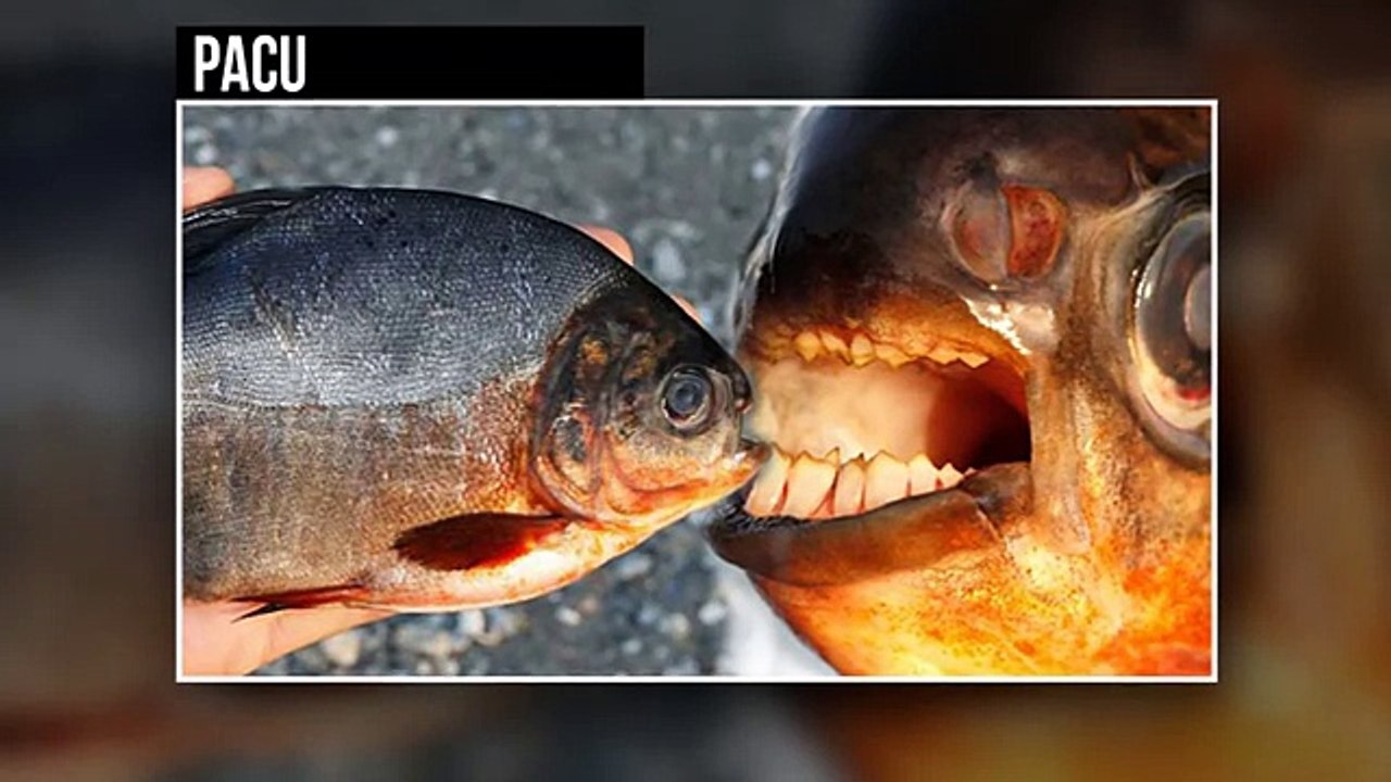 AMAZON RIVER MONSTERS