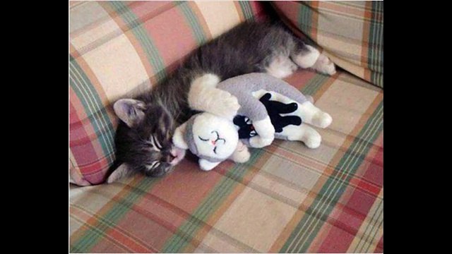 AMAZING PERFECTLY TIMED ANIMALS