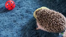Hedgehogs Go Tubing!  Too Cute!