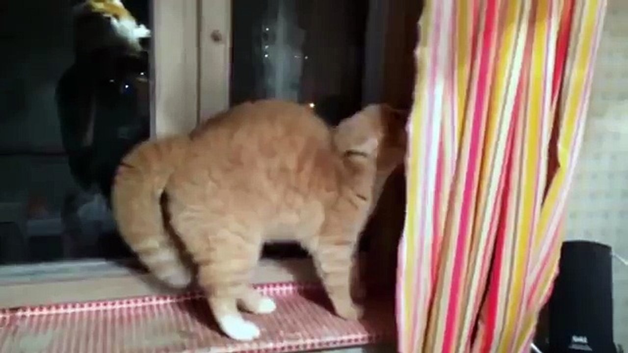 Red Cat spoke with fright - YouTube