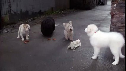 doblaje exo por mi de la pelicula en busca de santa can doblando al perrito y cantando :D