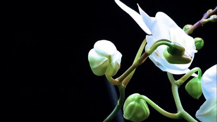 Orchid flowers opening