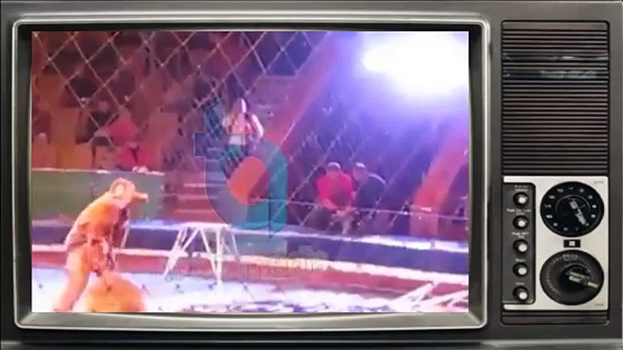 Terrorist lions. Lion attacks and mauls trainer during circus show in Ukraine - YouTube