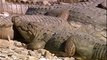 Tigress Kills Kills Very Big Crocodile (Animals Behaving Naturally) - YouTube