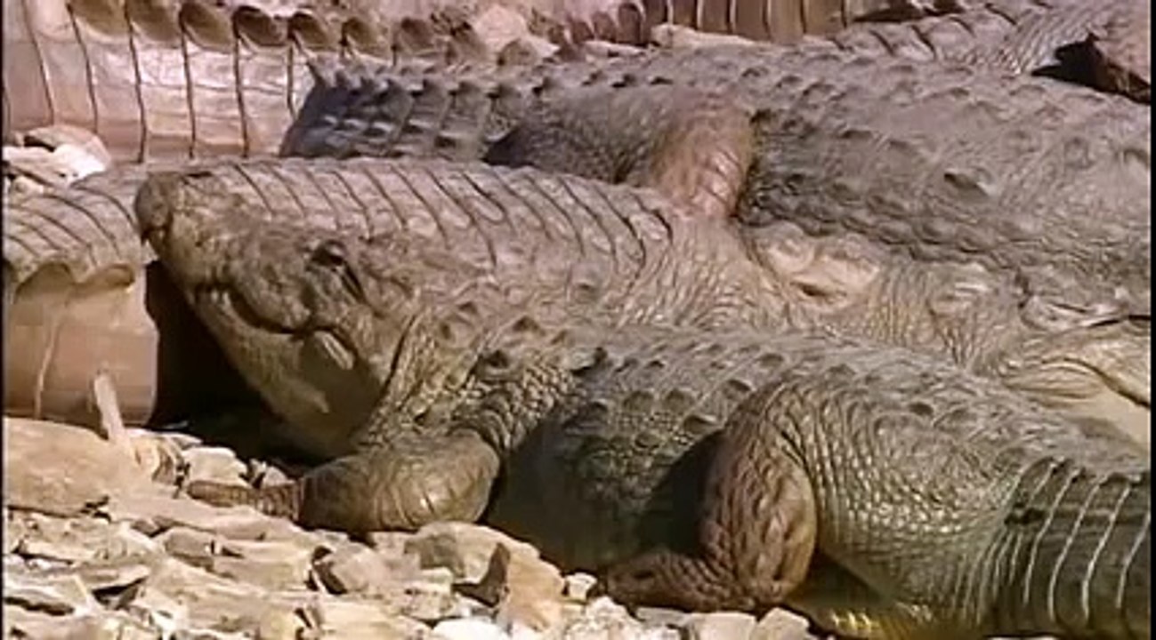 Tigress Kills Kills Very Big Crocodile (Animals Behaving Naturally) - YouTube