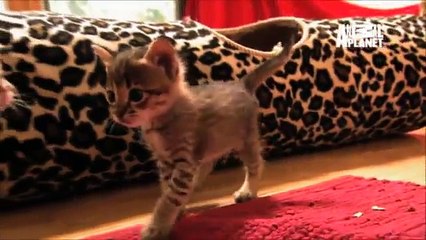 Kittens Hone Hunting Skills  Too Cute