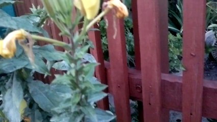 Жесть !!! Цветок раскрывается на глазах ))