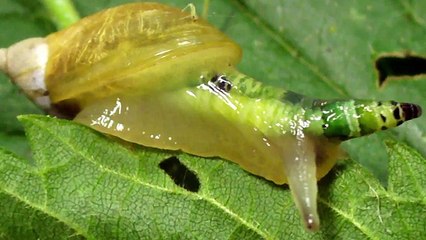 ZOMBIE SNAILS - YouTube