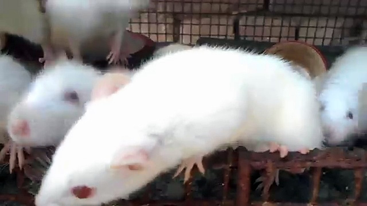 ghurto
