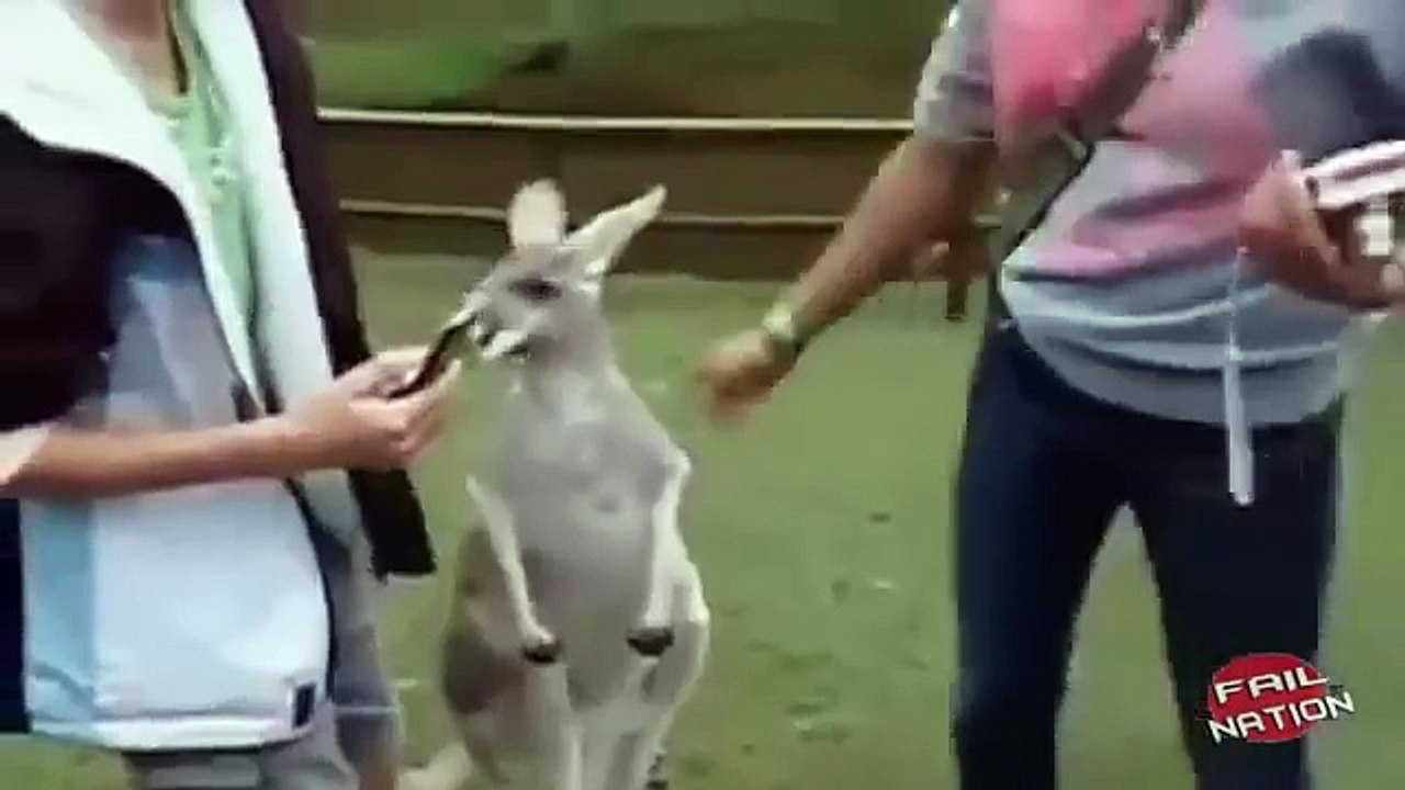 When Animals Attack