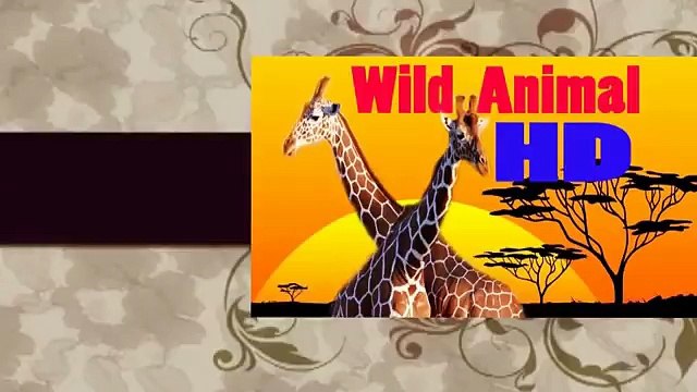 Eagle attacks Wolf, Cat, Cangaroo,Dog,other Animals - Animal Attack Video Compilation