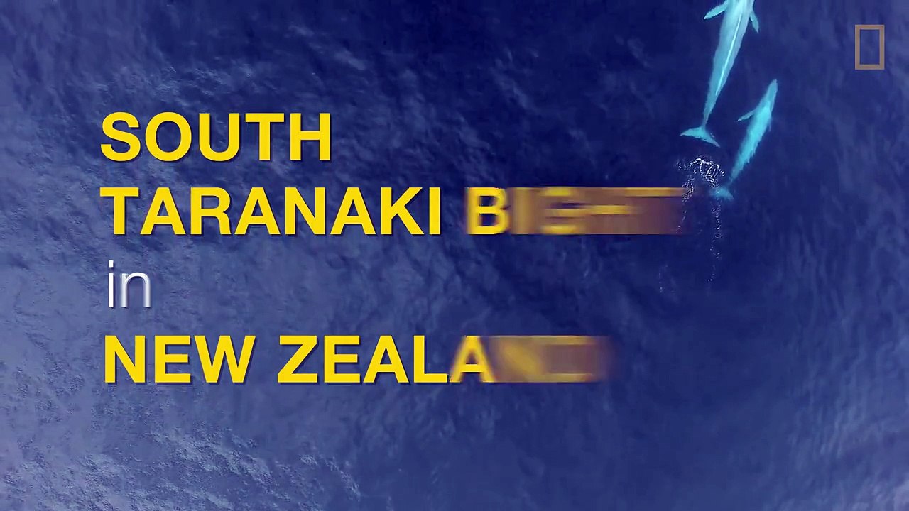 Nature Une baleine bleue allaite son petit ! Vidéo Dailymotion