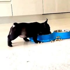 Anjing lucu kakinya ke atas saat makan bikin ngakak coy !!