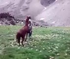 Amazing Video of Horse Fighting!! Most Dangerous Fighting