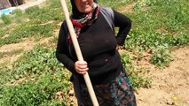 Kavun Yetiştiriciliği Aksaray Acıpınar Kasabası Ayşe Çelebi