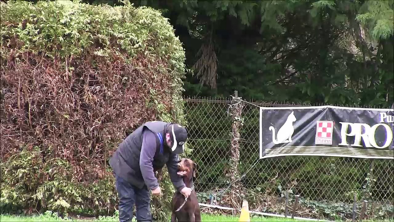 brevet ring junior-chabal de la poudre noire dobermann