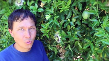 Popular Videos - Tropical fruit & Fruit tree