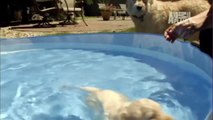 Labradoodles First Swim  Too Cute!