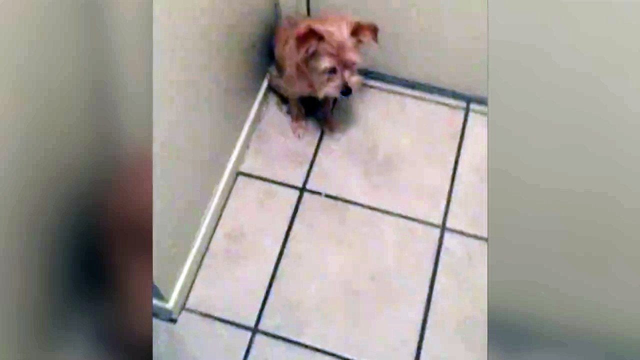 Ce chien ne veut pas laisser partir son maitre. Trop mignon