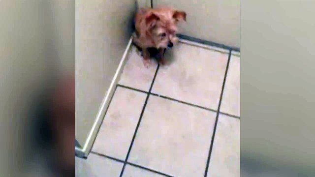 Ce chien ne veut pas laisser partir son maitre. Trop mignon