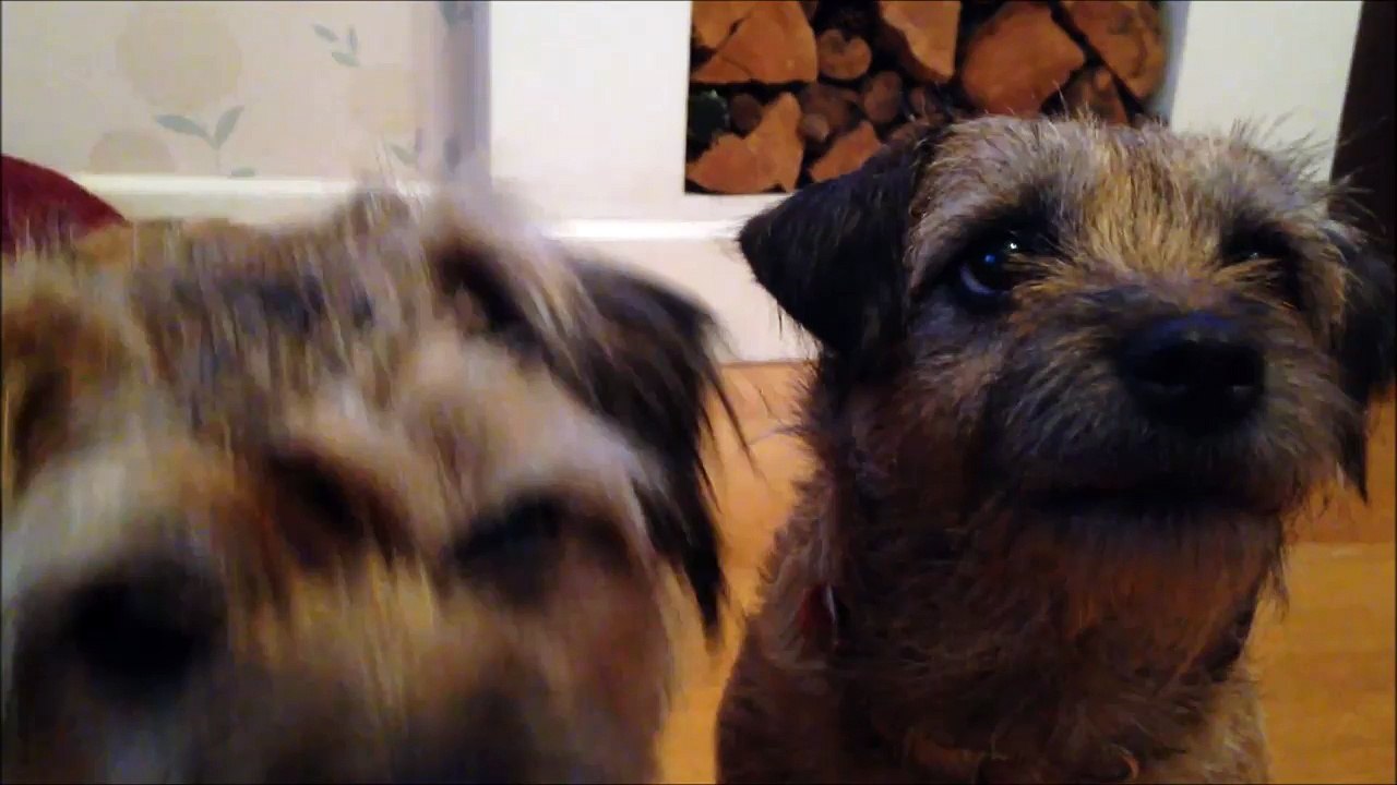 Aller les chiens, on se fait un petit calin et un bisous!