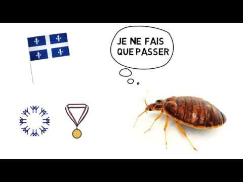 Les punaises de lit et la santé mentale