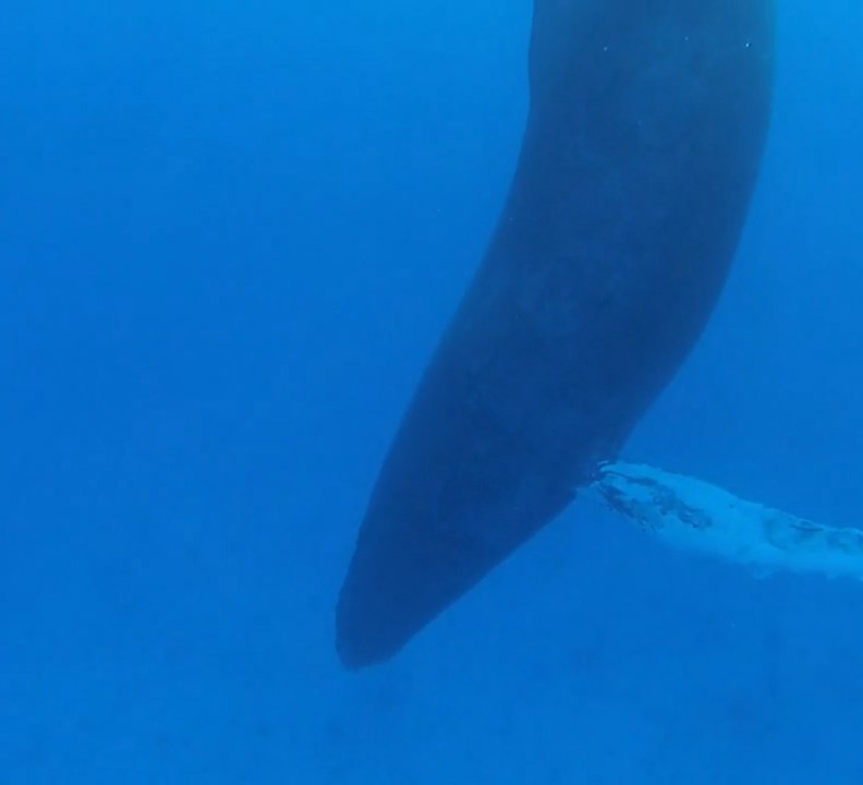 How whales sleep underwater