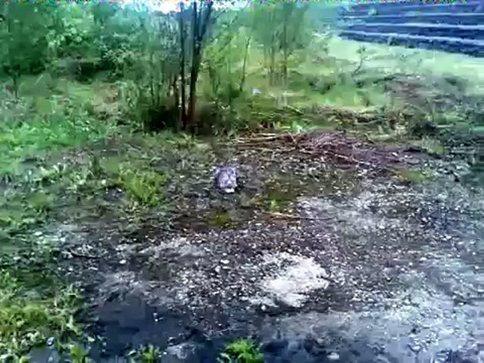 KOT poluje na mysz  CAT hunts on a mouse CAT jagt auf einer Maus
