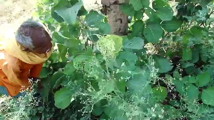 Status of Mealybug infestation on Parthenium in India. Part-63 © Pankaj Oudhia