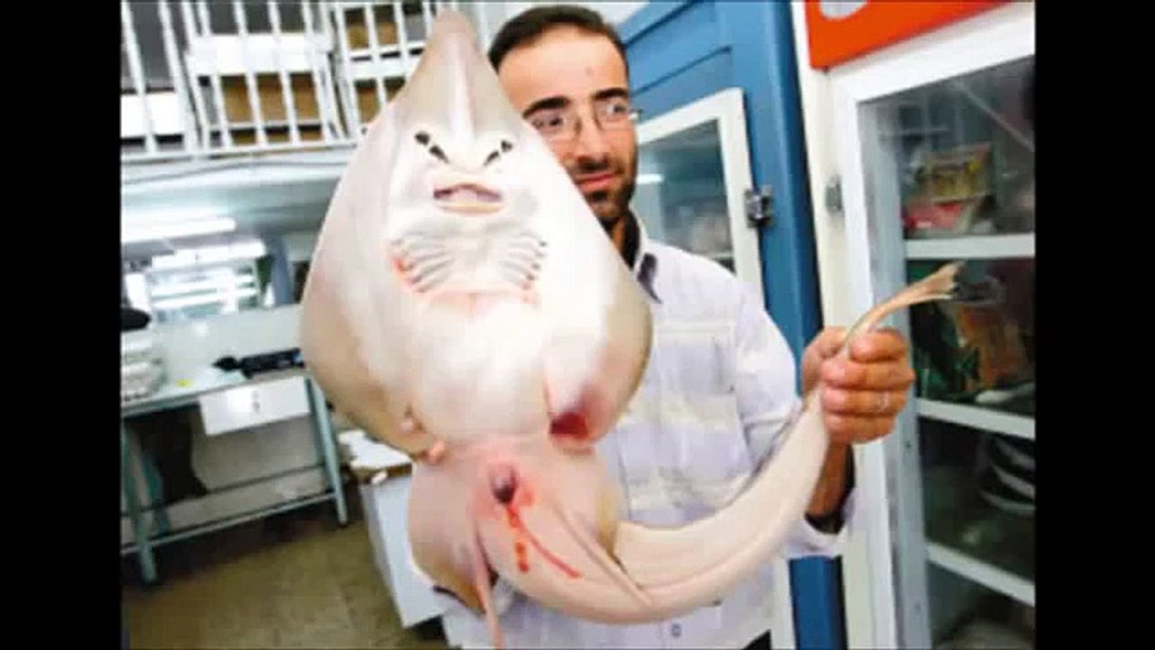 FISH GOT HUMAN FACE  It's Amazing & REAL