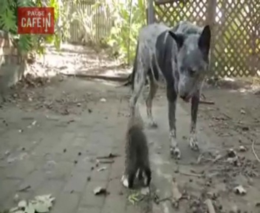 Qui des propriétaires de chats et de chiens sont plus intelligents ?