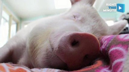 The Internet Just Fell in Love With This Unabashedly Cute Wonder Pig
